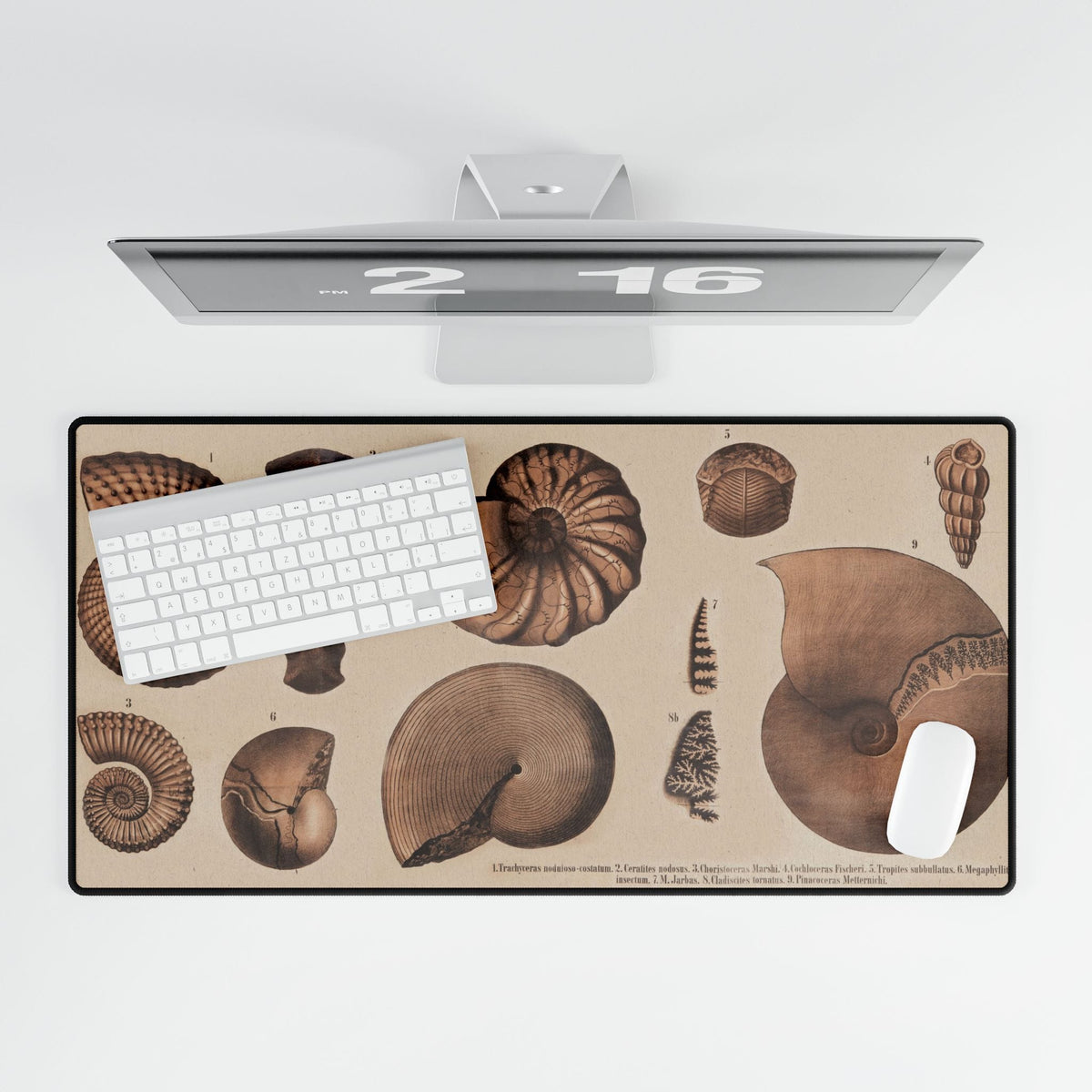 Fossil Shells Desk Mat