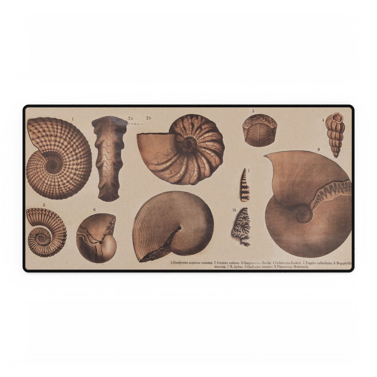 Fossil Shells Desk Mat